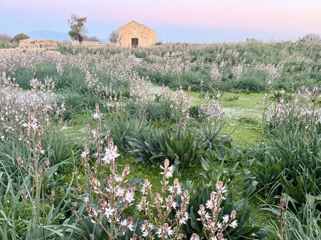 Tra le mura del castello di Antimacheia, dove la primavera trasforma le pietre antiche in un giardino selvatico.